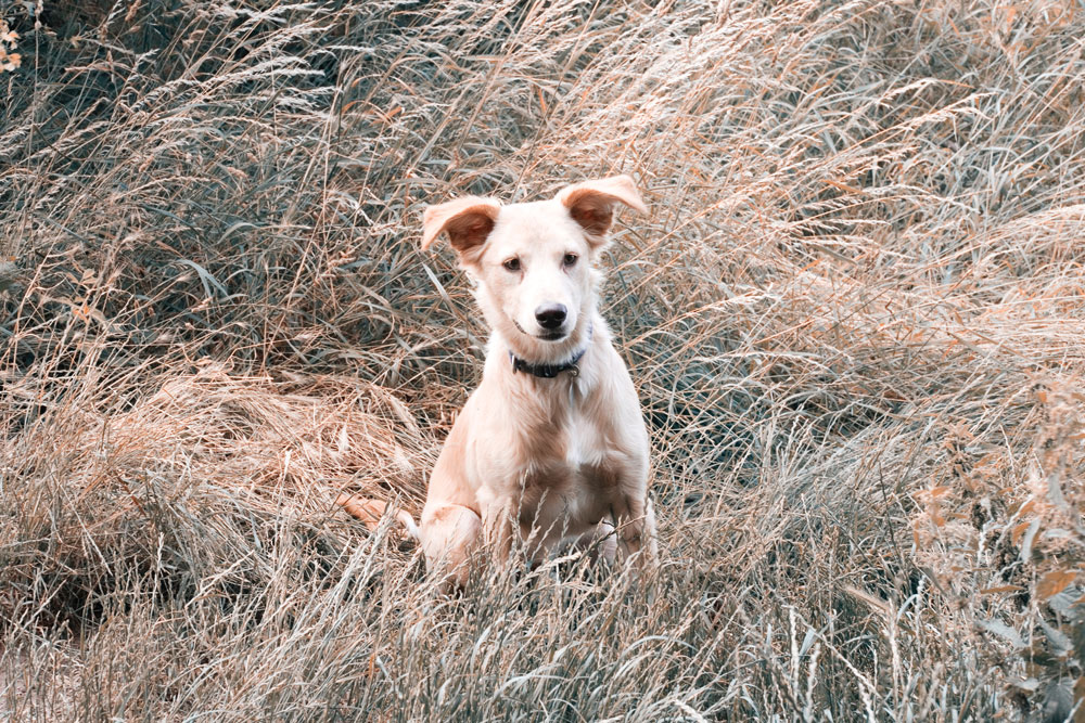 Staying Sane – The Jane Shemilt Blog